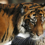 A Golfing Themed Weekend in London