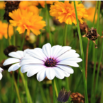 How to keep your garden environmentally friendly