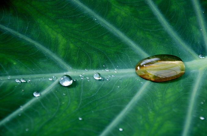 Organic-supplies-gardening