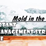 4 Important Mold Management Strategies at Home