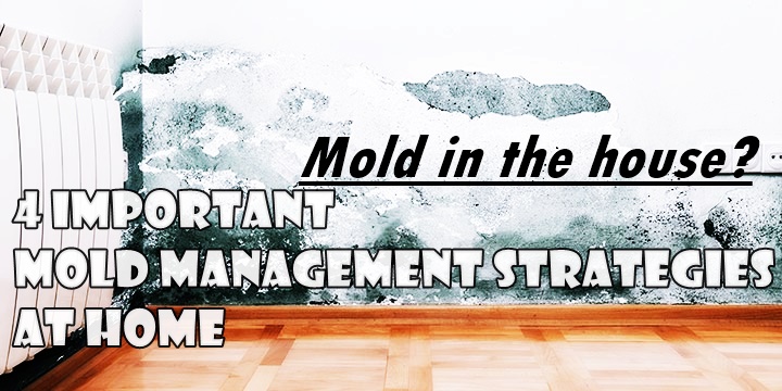 4 Important Mold Management Strategies at Home