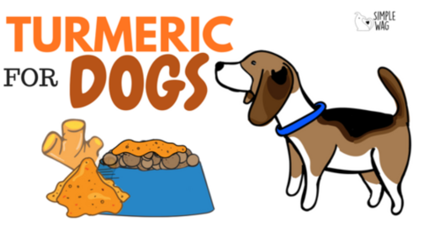 Can You Use Turmeric in Your Dog’s Food? Here’s What You Should Know!