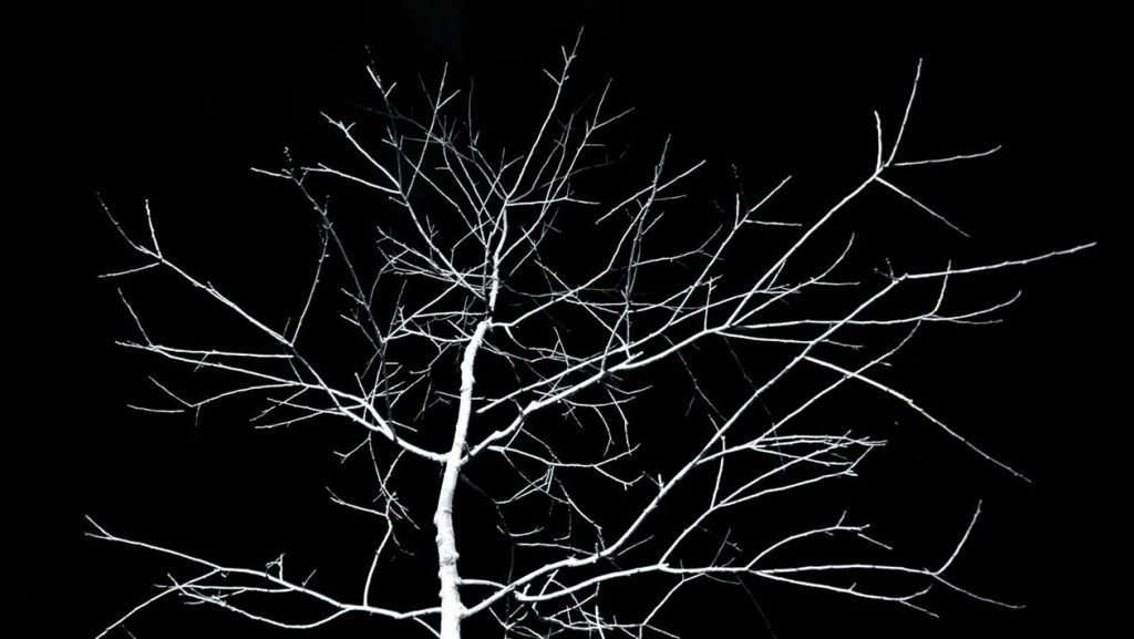 branches