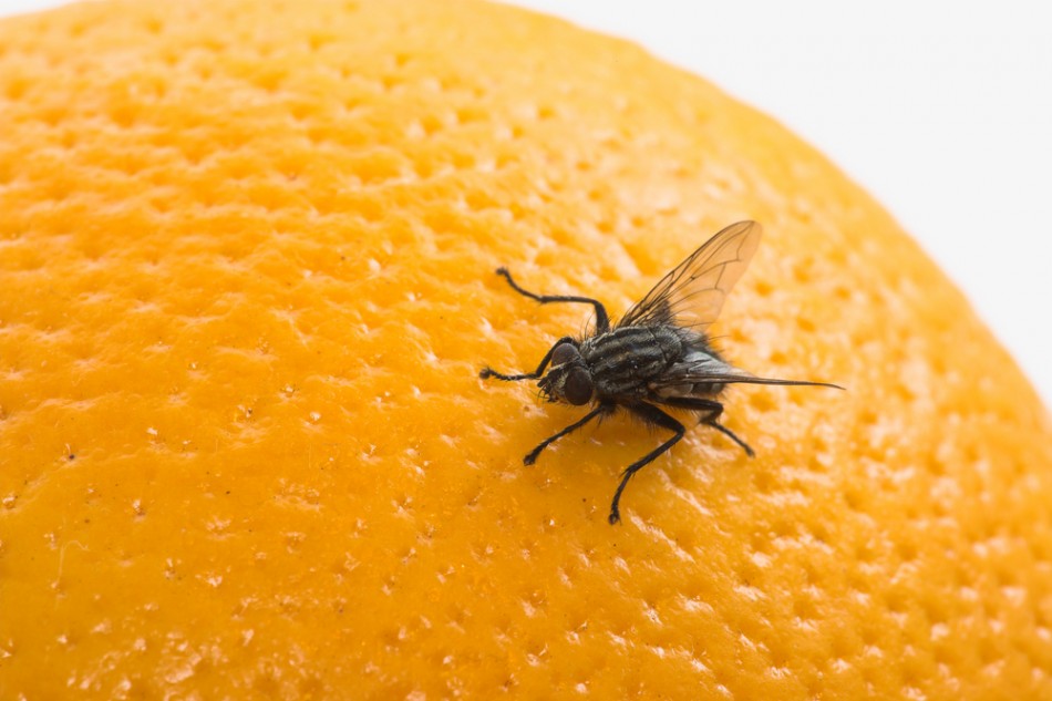 How Do I Get Rid Of Fruit Flies? Learn More from this post