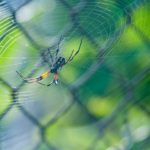 5 Of The Most Prevalent Pests in Tampa, Florida & How to Treat Them