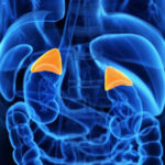 The Science Behind The Adrenal Fatigue – A Guide for Layman