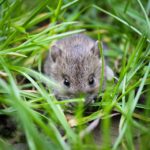 How to Identify and Get Rid of Mice in the Garden
