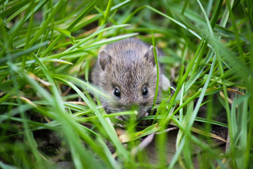 How to Identify and Get Rid of Mice in the Garden