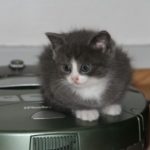 What to Look for in the Best Robot Vacuum Cleaners for Pet Hair