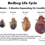 Bed Bug Dangers: Physical vs Psychological