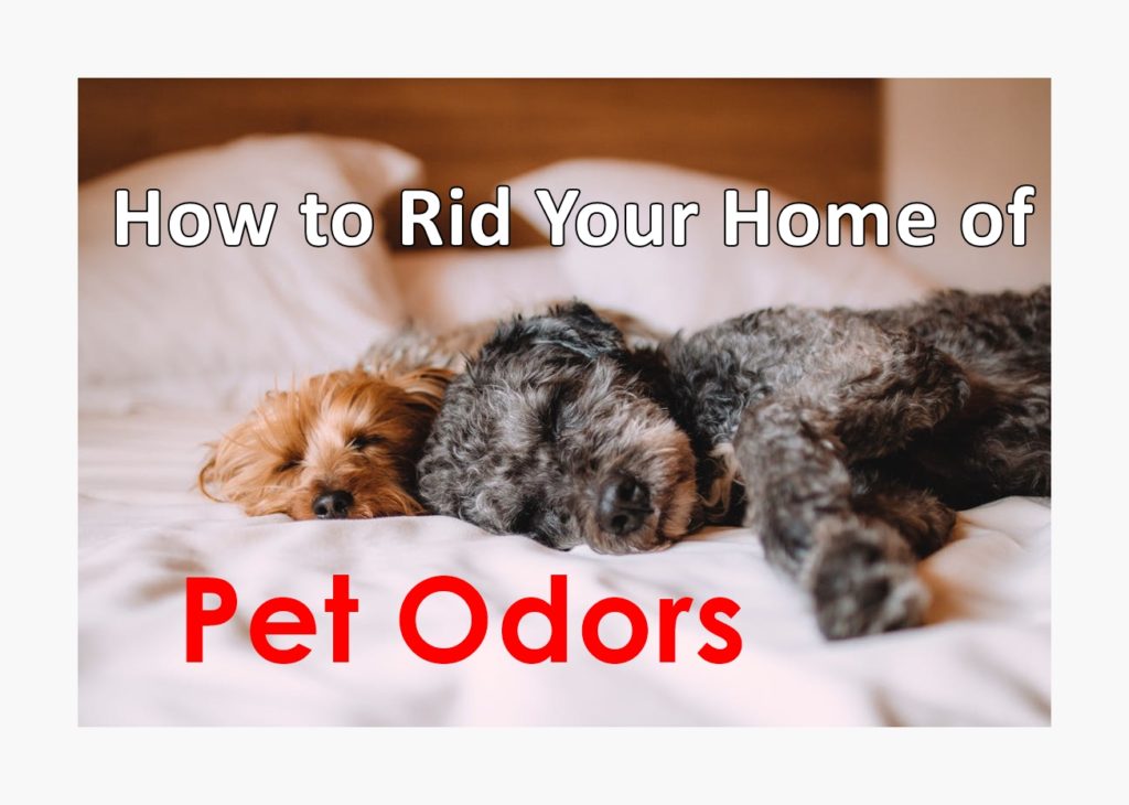 How to Rid Your Home of Pet Odors WorthvieW