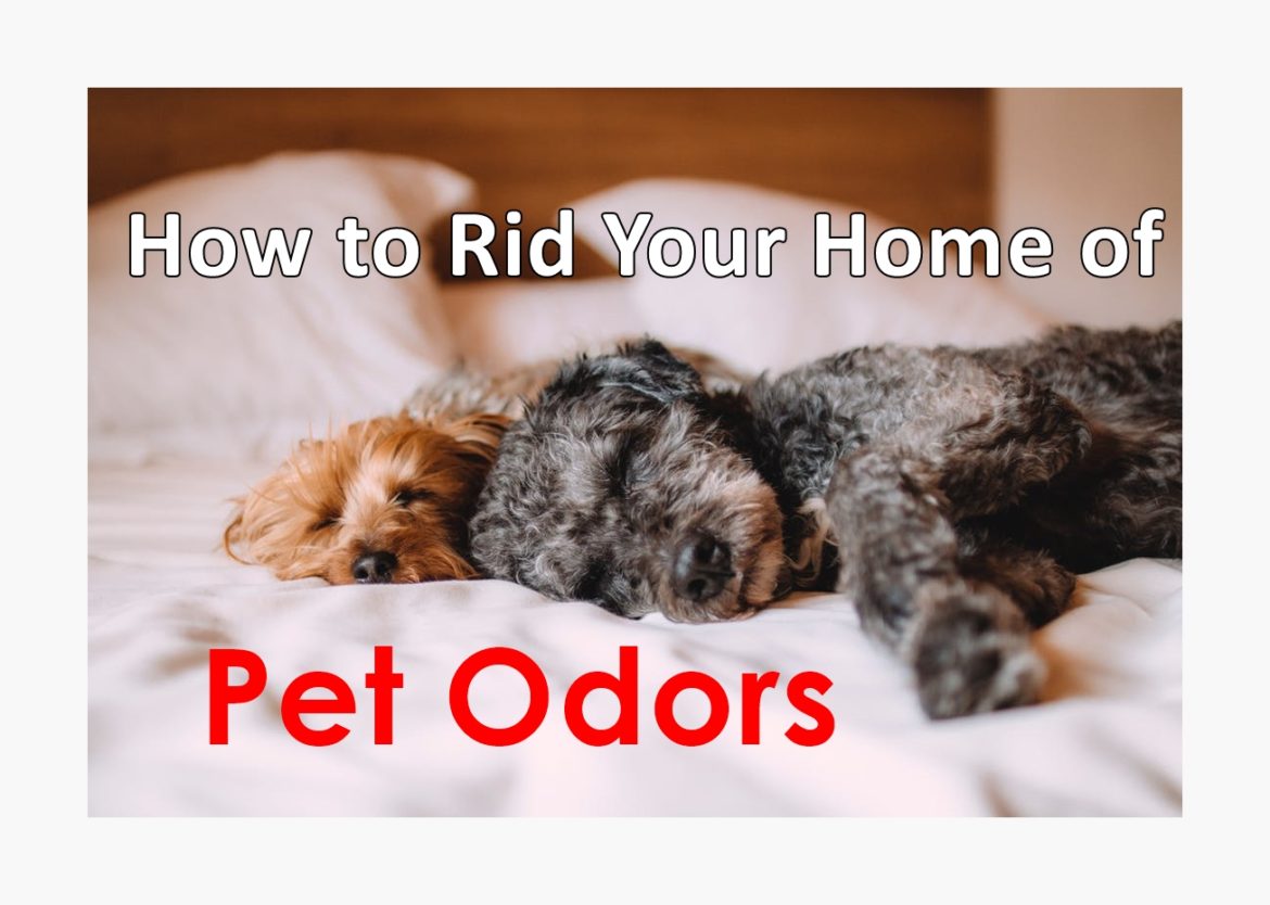 How to Rid Your Home of Pet Odors