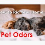 How to Rid Your Home of Pet Odors