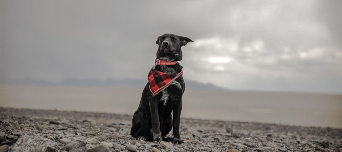 The Secret Behind Ketogenic Pet Foods