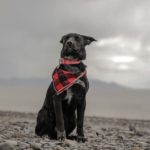 The Secret Behind Ketogenic Pet Foods