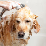 Fighting Fleas and Ticks – Keeping Our Pets Healthy and Comfortable