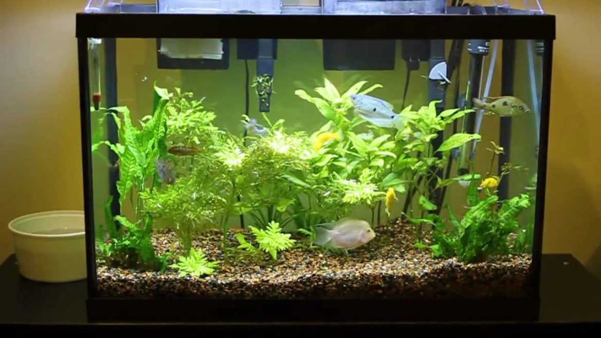 Get Your First Aquarium Up And Running With A 20 Gallon Fish Tank