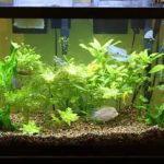 Get Your First Aquarium Up And Running With A 20 Gallon Fish Tank
