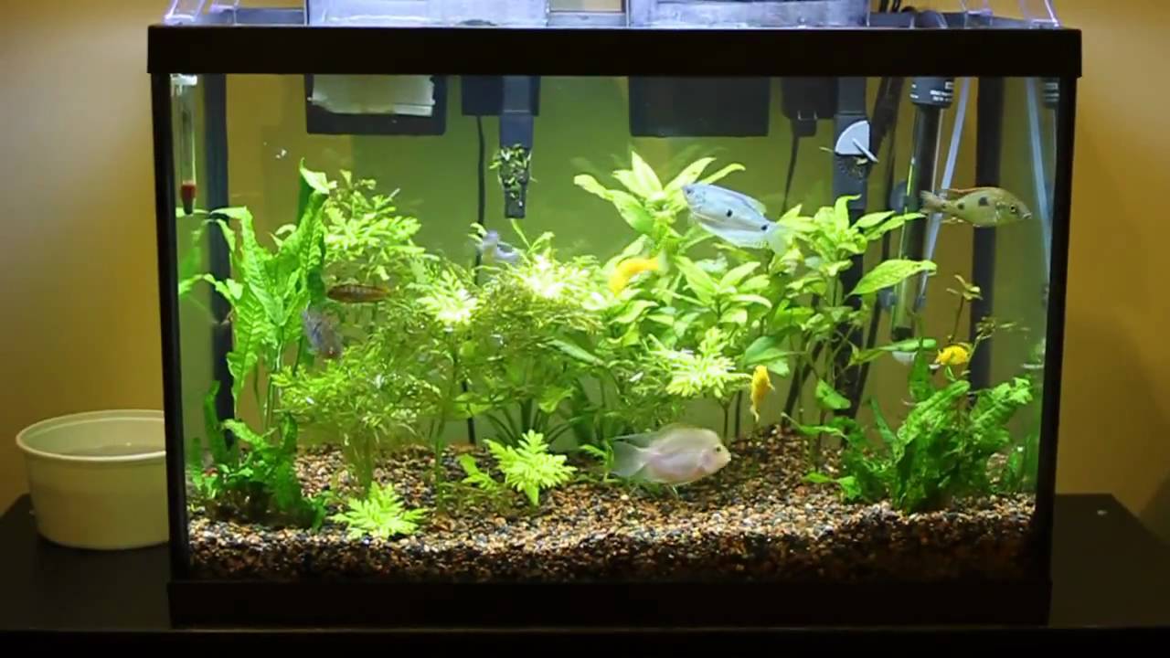 В новый аквариум запустили 14 рыбок. Растения для аквариума живые. Рыбки для аквариума. Рыбки для аквариума неприхотливые. Красивый аквариум с рыбками и растениями.