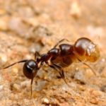 Top 7 Remedies To Get Rid Of Termites