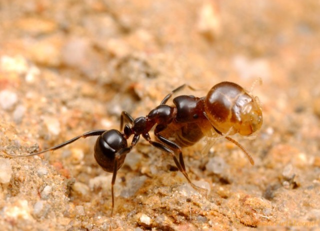Top 7 Remedies To Get Rid Of Termites