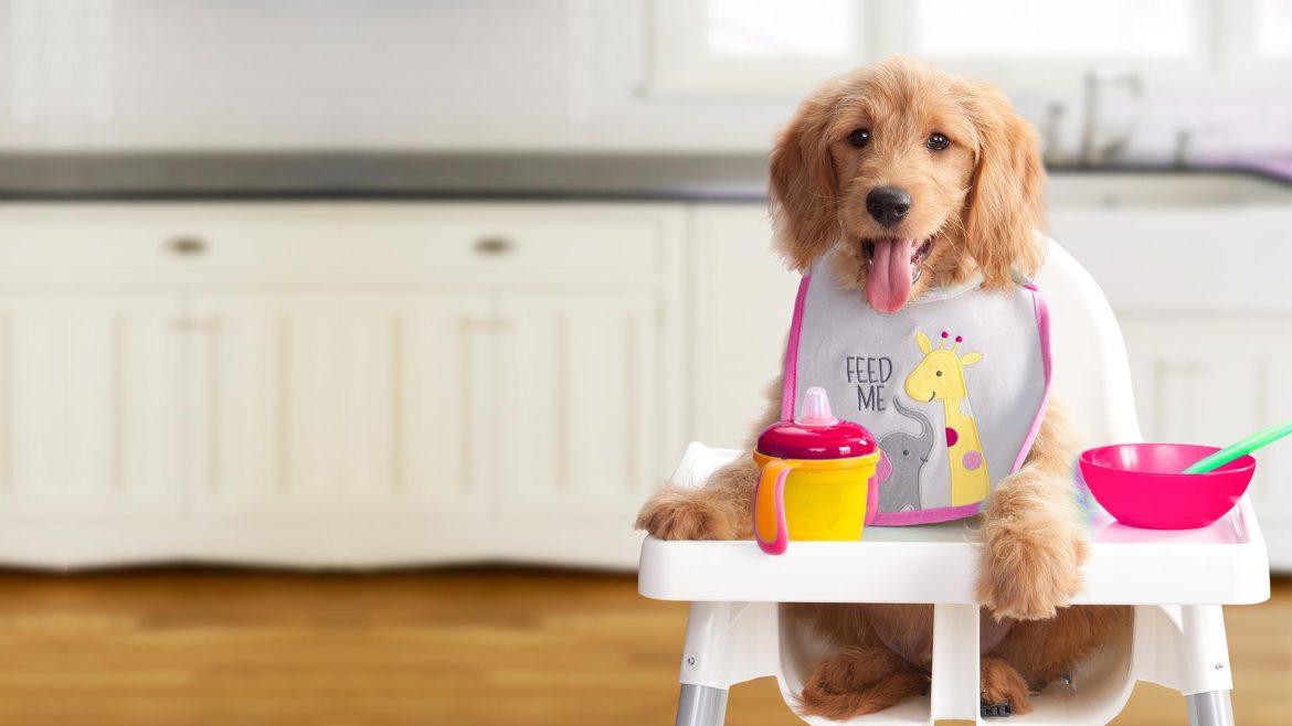 6 Essential Dos and Don’ts: Giving Food Treats To Your Dog