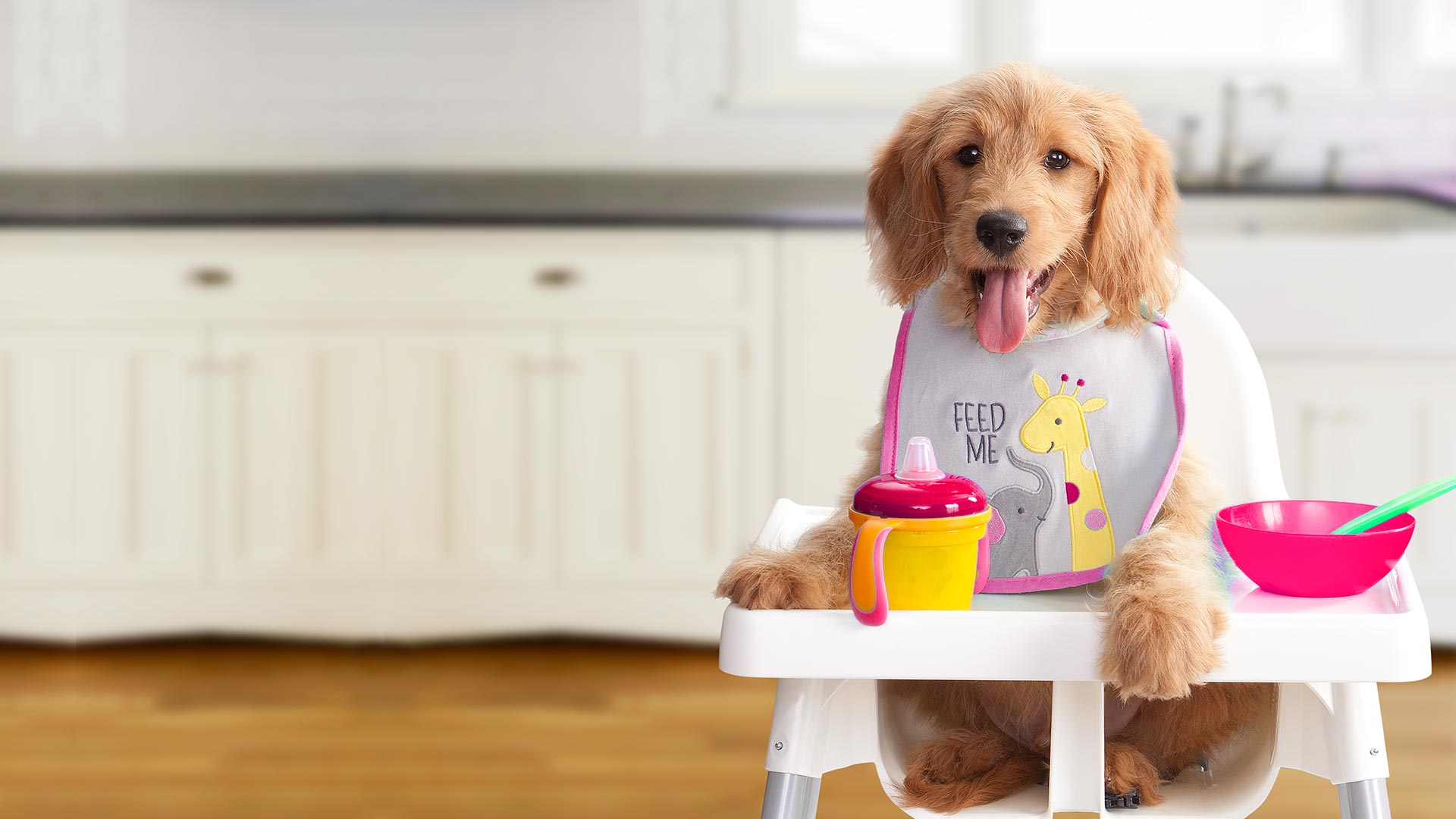 6 Essential Dos and Don'ts Giving Food Treats To Your Dog WorthvieW