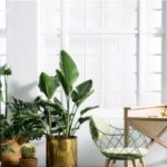 Home Improvement – What Indoor Plants Attract Pests?