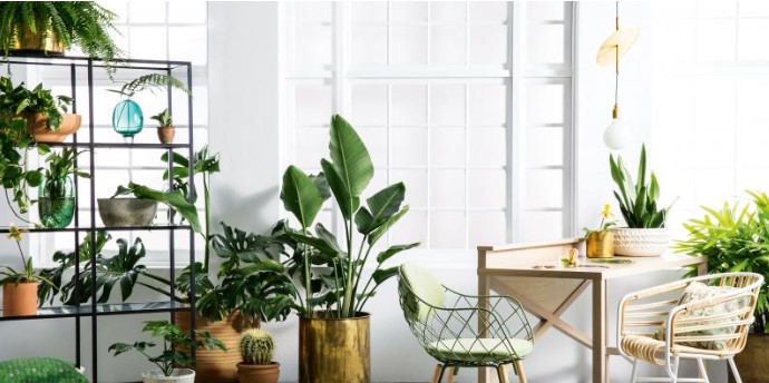 Home Improvement – What Indoor Plants Attract Pests?