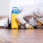 Pest Control Tips For Your Home