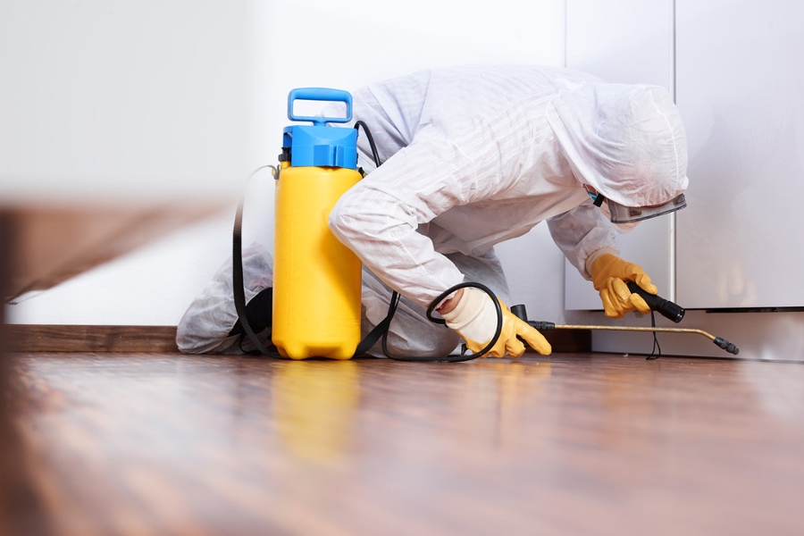 Pest Control Tips For Your Home