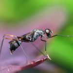 How to Defend Your Garden From All Kinds Of Pests