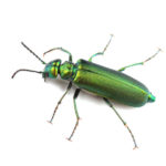 Taking Love To Higher Levels With The Spanish Fly