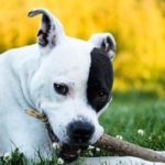 Why It’s Imperative to Properly Train Your Dog