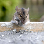 Vermin-Free Home: 7 Reasons to Use a Pest Control Service