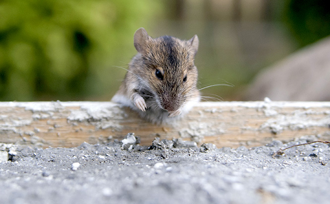 Vermin-Free Home: 7 Reasons to Use a Pest Control Service