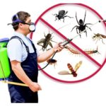 How To Get Rid Of Pests From Your Home