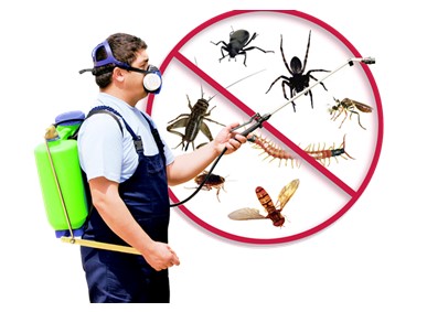 How To Get Rid Of Pests From Your Home