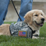 Some Important Types Of Service Dogs