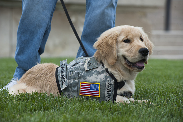 Some Important Types Of Service Dogs