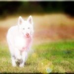 Learn From Max Polyakov How to Prepare Your Dog for State Competitions