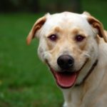 Understand Your Pet Better With A Pet Psychic