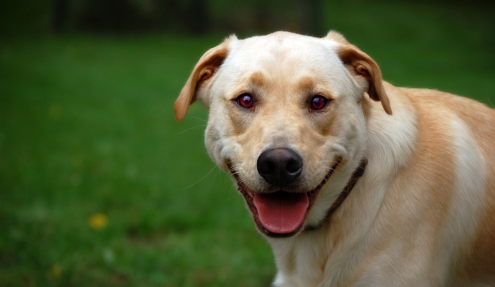 Understand Your Pet Better With A Pet Psychic