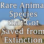 Rare Animal Species that Got Saved from Extinction