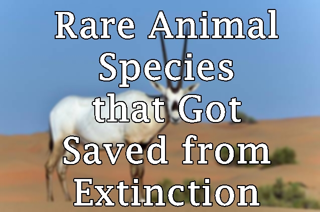 Rare Animal Species that Got Saved from Extinction - WorthvieW