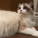 Reasons Why Cats Make The Perfect Pets