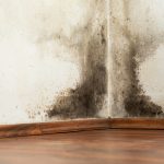 What Is Mold – What To Do When You Find It