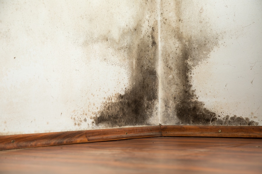 What Is Mold – What To Do When You Find It