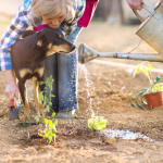 The Farmer’s Fantasy – Achieving the Perfect Outdoor Paradise