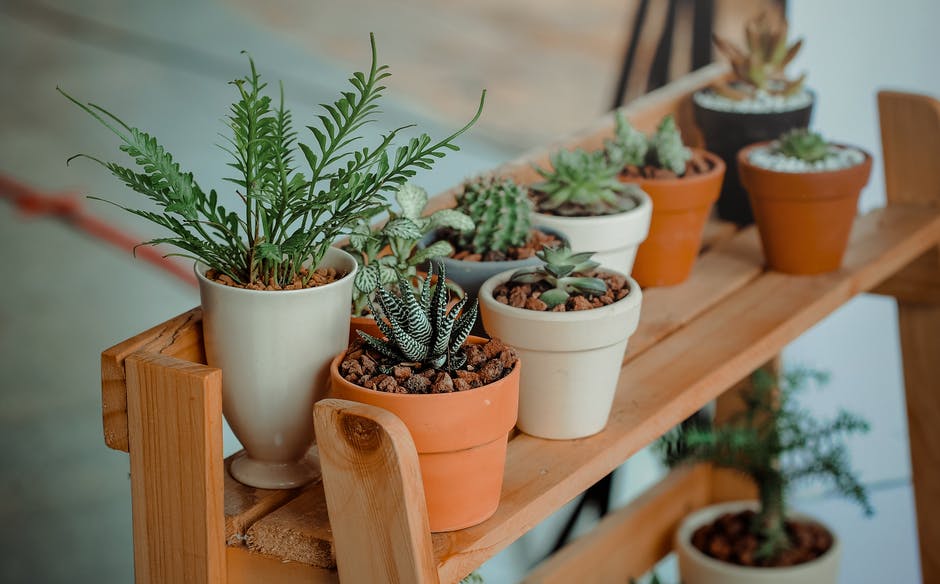 4 Tips for Getting Your Indoor Houseplants Growing and Healthy